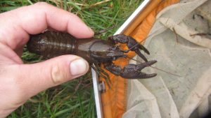 A fresh little white-clawed crayfish